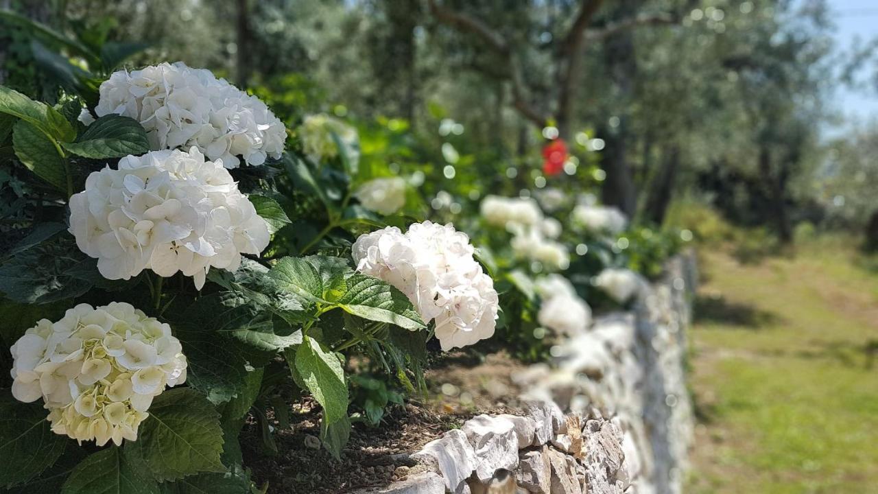 ויקו אקוונסה Villa Raf מראה חיצוני תמונה